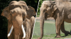 LA Zoo being sued over plans to transfer elephants to Tulsa Zoo