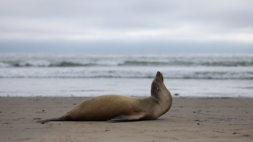 A California sea lion sick with domoic acid poisoning lays in the sand giving birth on a beach in Santa Barbara, California, on March 25, 2025. Over a hundred sea lions, dolphins and other marine mammals, including birds, have been sickened by domoic acid poisoning from algal blooms in Southern California since February, US media reported. (Photo by David Swanson / AFP) (Photo by DAVID SWANSON/AFP via Getty Images)