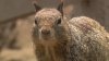 Booming squirrel population leads to Santa Monica's insistence not to feed wildlife