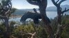 Goodbye and soar high, Gizmo: The second Big Bear bald eaglet has left the nest